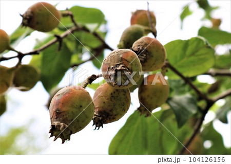思わず笑顔になる蝋梅の実 六月の風景 思わず笑顔になる蝋梅の実 六月の風景 104126156