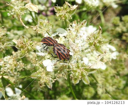オルラヤの花に来た「アカスジカメムシ」 104126213