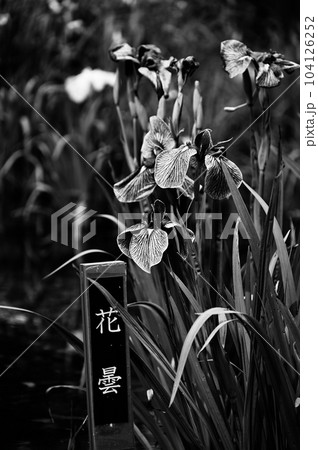 城北公園 花菖蒲 花曇の白黒写真 城北公園 花菖蒲 花曇の白黒写真 104126252