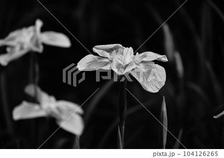 城北公園 花菖蒲の白黒写真 城北公園 花菖蒲の白黒写真 104126265
