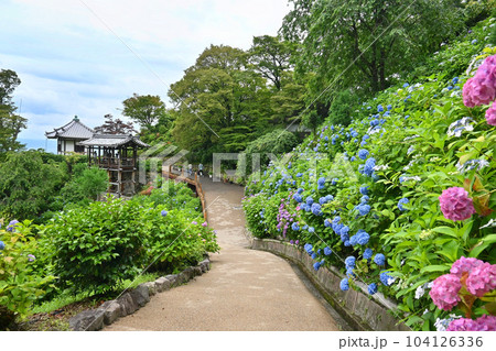 京都市西京区 善峯寺の白山桜あじさい苑 104126336
