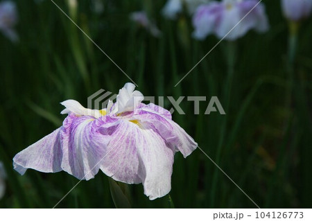 花菖蒲が見頃の千古の家 花菖蒲が見頃の千古の家 104126773