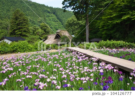 花菖蒲が見頃の千古の家 104126777