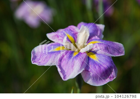 花菖蒲が見頃の千古の家 104126798