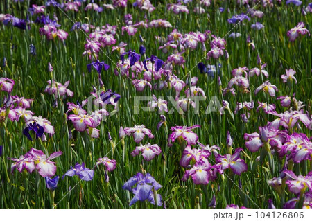 花菖蒲が見頃の千古の家 104126806