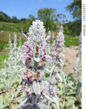 シソ科の多年草「ラムズイヤー」 104126813