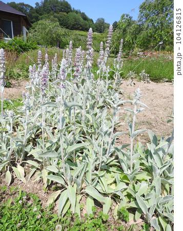 シソ科の多年草「ラムズイヤー」 104126815