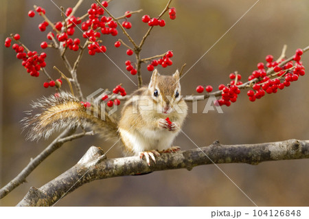 ズミの実とシマリス　蓼科高原にて 104126848