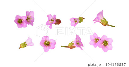 Set of pink flowers of bergenia crassifolia isolated 104126857