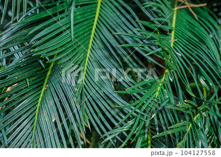 Background of palm leaves, close-up. Idea for wallpaper, background for text or advertising 104127558