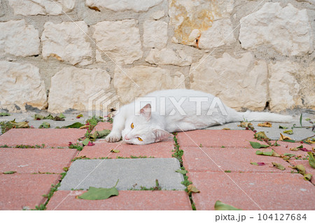 White homeless cat lies on the paving slabs, basking in the sun, looking at the camera. Animal care, urban environment ecology White homeless cat lies on the paving slabs, basking in the sun, looking at the camera. Animal care, urban environment ecology 104127684