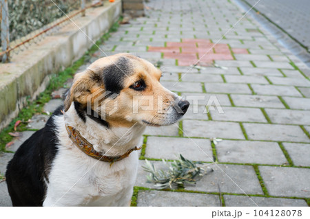 Local cute street dog sits on the sidewalk, look is directed to the side, space for text, street and pet care Local cute street dog sits on the sidewalk, look is directed to the side, space for text, street and pet care 104128078