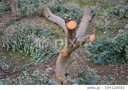 Trimmed olive tree trunk, focus on trimmed olive trunk, caring for orchard and plantation fruit trees, increasing yields, seasonal work 104128081