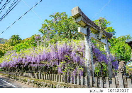 春の藤山神社　藤の花　長崎県佐世保市 104129017
