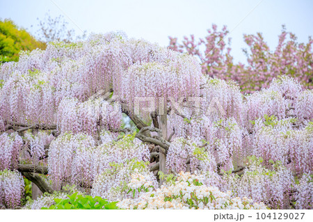 足利フラワーパークの藤の花　栃木県足利市 104129027