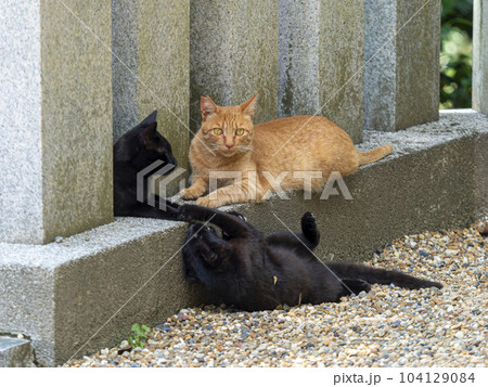 仲良く寝転ぶ神社の地域猫 仲良く寝転ぶ神社の地域猫 104129084