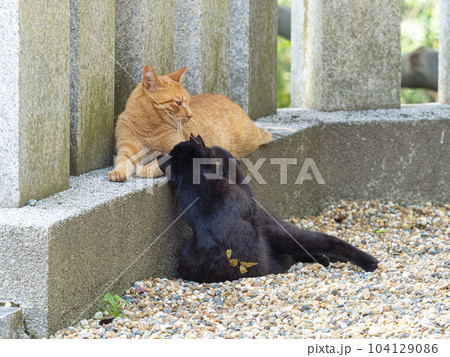 仲良く寝転ぶ神社の地域猫 仲良く寝転ぶ神社の地域猫 104129086