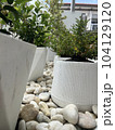 Plants in white pots 104129120