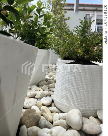 Plants in white pots 104129120