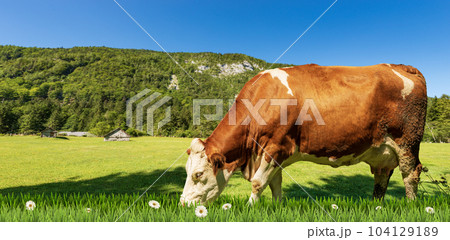 Brown and White Dairy Cow on a Mountain Green Pasture Brown and White Dairy Cow on a Mountain Green Pasture 104129189