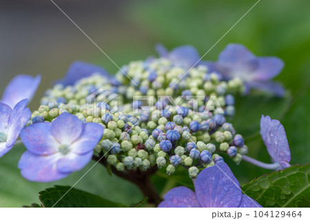 綺麗な紫陽花 綺麗な紫陽花 104129464