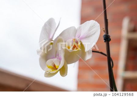 White orchid flowers in the garden on a brick wall and sky background closeup 104129568