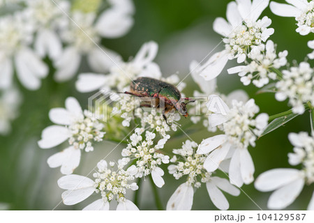 花の蜜を吸うハナムグリ 104129587