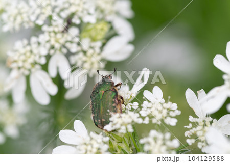 花の蜜を吸うハナムグリ 104129588