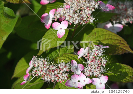 ガクアジサイ 104129740