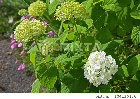 アジサイ(紫陽花) アジサイ(紫陽花) 104130136
