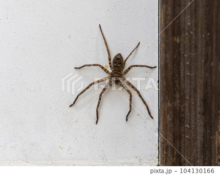 壁に張り付くアシダカグモ 104130166