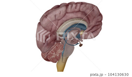 Thalamus is an egg shaped structure in the middle of your brain. 104130630
