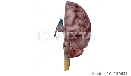 Thalamus is an egg shaped structure in the middle of your brain. 104130631