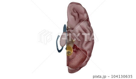 Thalamus is an egg shaped structure in the middle of your brain. Thalamus is an egg shaped structure in the middle of your brain. 104130635