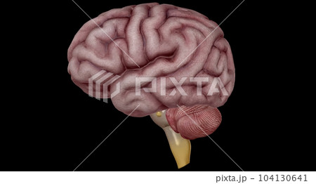 Thalamus is an egg shaped structure in the middle of your brain. 104130641