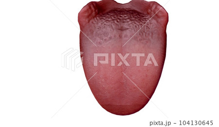 The tongue is a muscular organ located in the mouth. 104130645