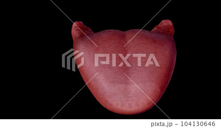 The tongue is a muscular organ located in the mouth. 104130646