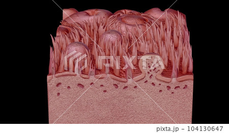 Human tongue cross section showing its different anatomical ps. 104130647