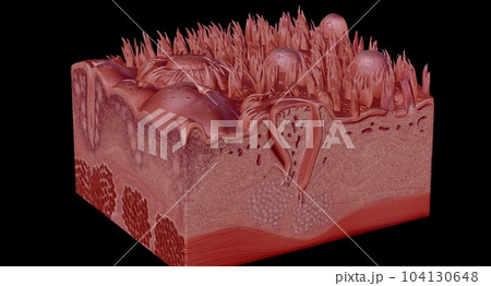 Human tongue cross section showing its different anatomical ps. 104130648