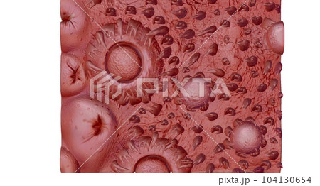Human tongue cross section showing its different anatomical ps. 104130654