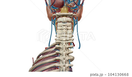 The vagus nerve is the tenth cranial nerve and is the longest mixed cranial nerve. The vagus nerve is the tenth cranial nerve and is the longest mixed cranial nerve. 104130668