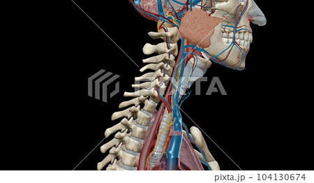 The vagus nerve is the tenth cranial nerve and is the longest mixed cranial nerve. 104130674