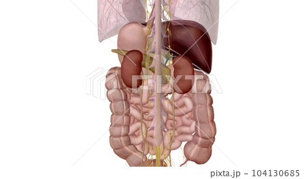 Your autonomic nervous system manages the digestion process from your small intestine to your colon. 104130685