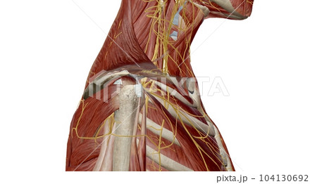 The brachial plexus is the network of nerves that sends signals from the spinal cord to the shoulder, arm and hand. 104130692