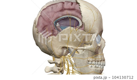 Cross section of the brain inside the skull 104130712