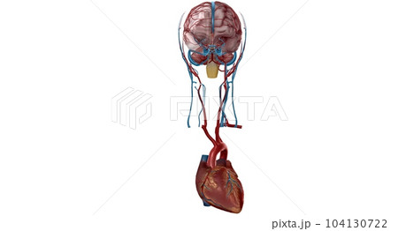 Arterial Supply to the Brain Arterial Supply to the Brain 104130722