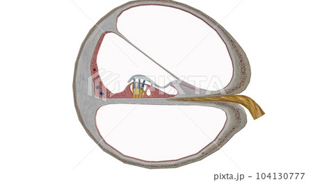 The cochlea is the p of the inner ear involved in hearing. 104130777