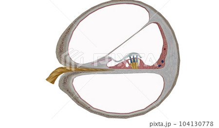 The cochlea is the p of the inner ear involved in hearing. 104130778