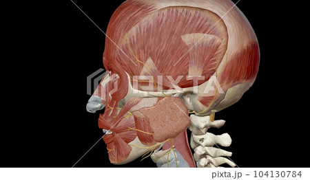 The cranial nerves are a set of 12 paired nerves in the back of your brain. The cranial nerves are a set of 12 paired nerves in the back of your brain. 104130784