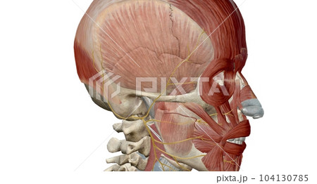 The cranial nerves are a set of 12 paired nerves in the back of your brain. 104130785